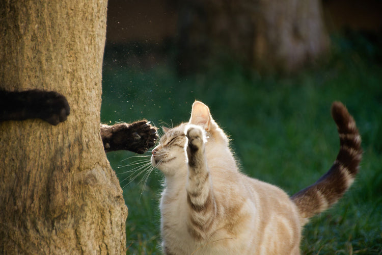 Two cats playfully interacting by a tree, showcasing feline curiosity and companionship.