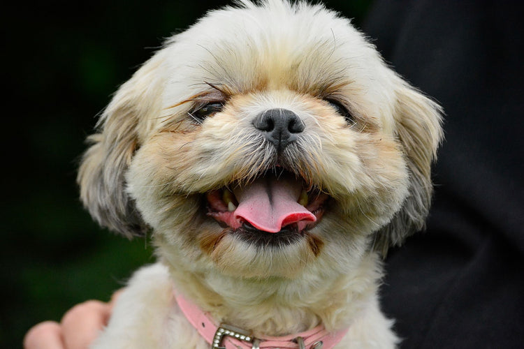 Close-up of a joyful Shih Tzu puppy wearing a pink collar outdoors.