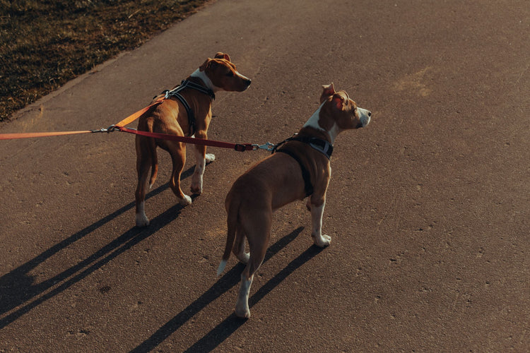 From above of pair of similar purebred Plummer Terrier dogs with double leashes standing on asphalt path in park