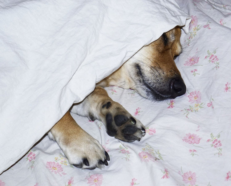 A peaceful dog sleeps under a floral blanket, capturing a cute and cozy moment.